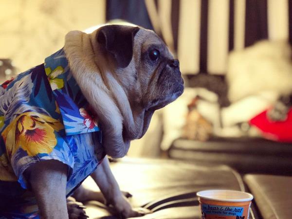/images/uploads/pug nation rescue of los angeles/pugnation2020/entries/11304thumb.jpg